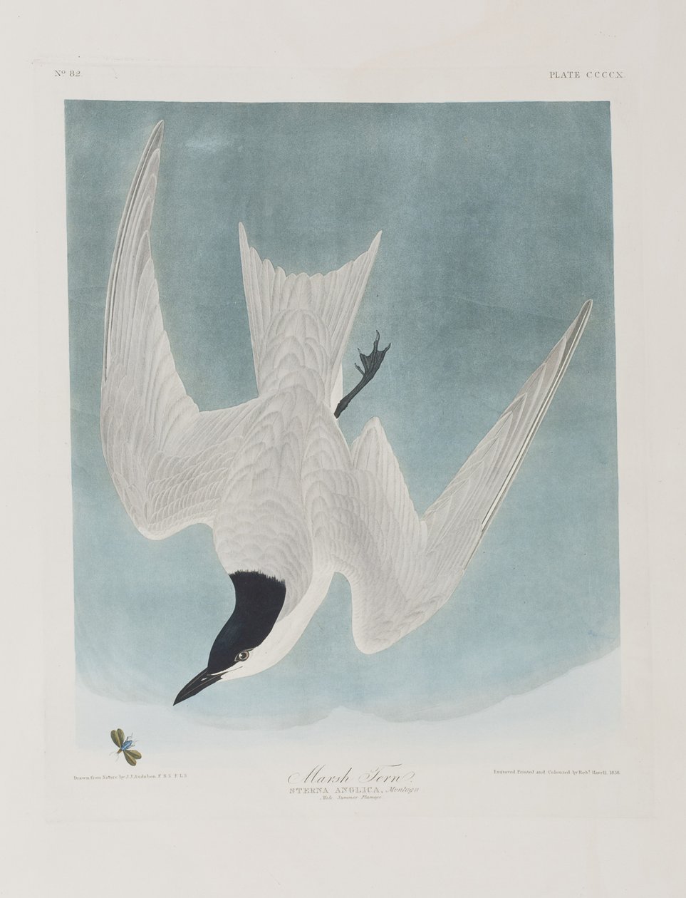 Kuvitus elokuvasta "Birds of America" tekijältä John James Audubon
