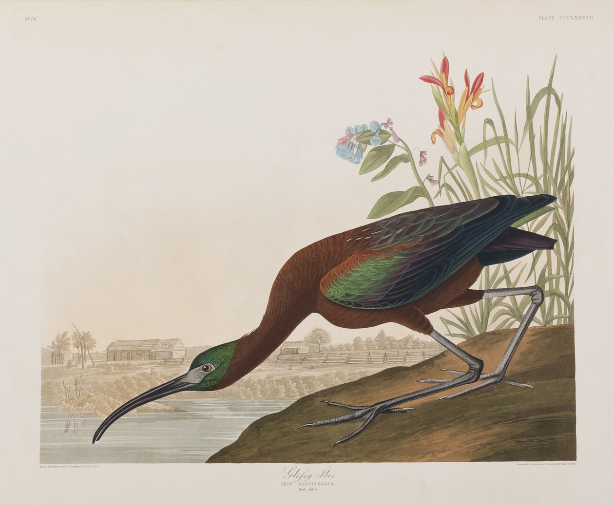 Kuvitus elokuvasta "Birds of America" tekijältä John James Audubon