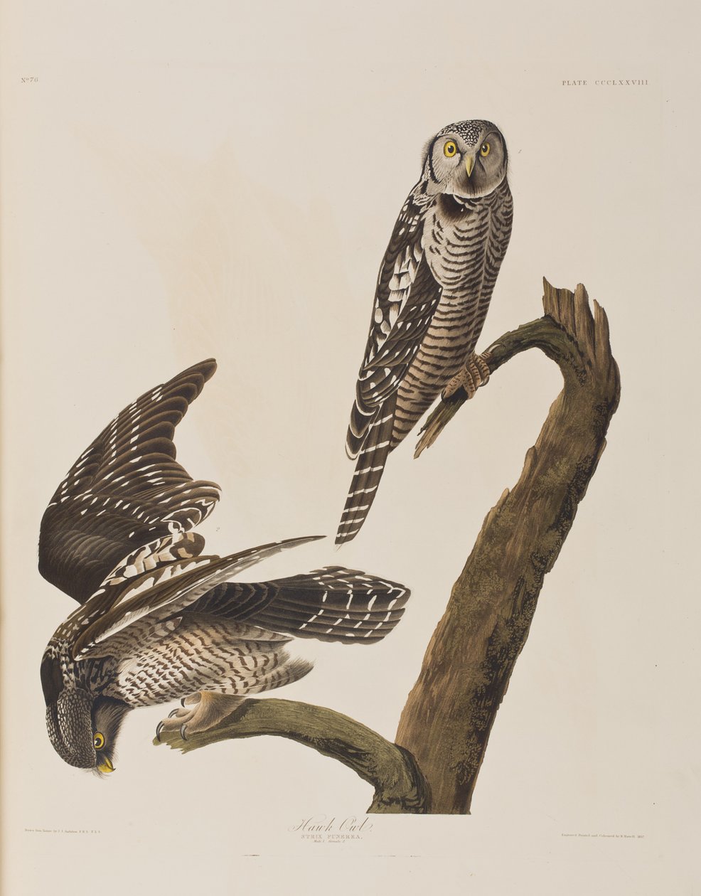 Kuvitus elokuvasta "Birds of America" tekijältä John James Audubon