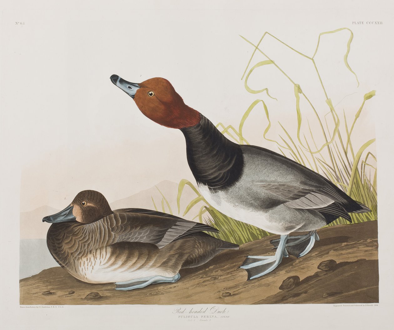 Kuvitus elokuvasta "Birds of America" tekijältä John James Audubon