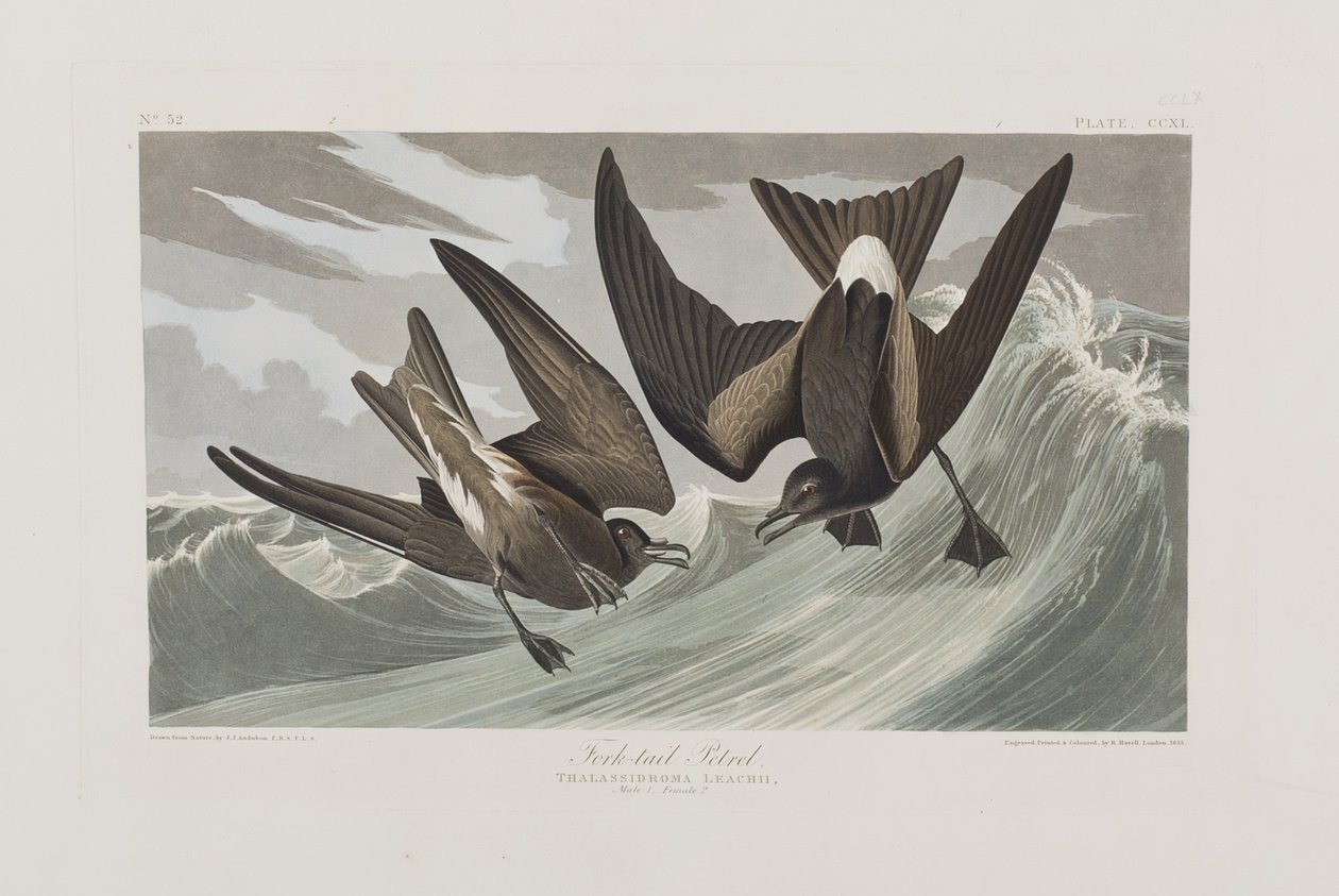 Kuvitus elokuvasta "Birds of America" tekijältä John James Audubon