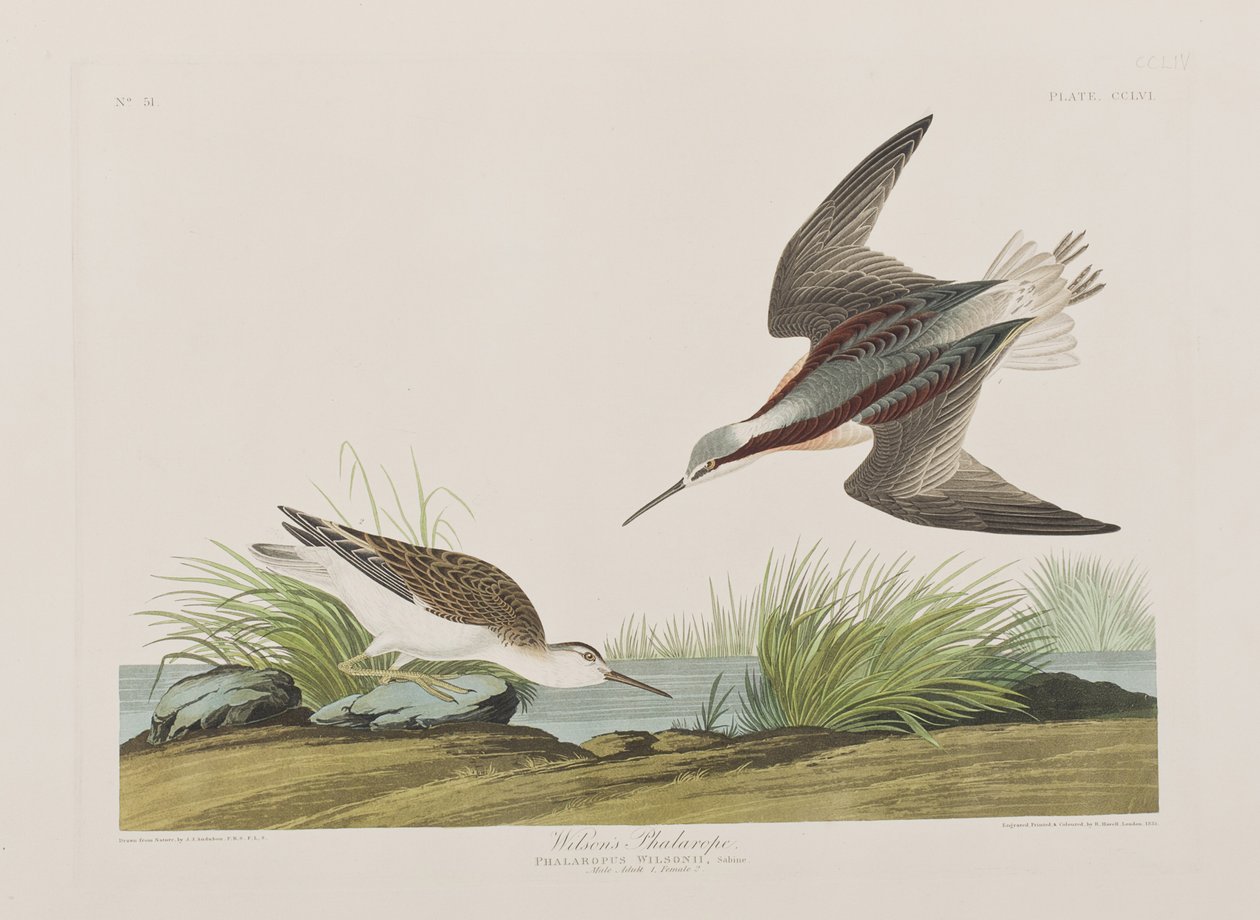 Kuvitus elokuvasta "Birds of America" tekijältä John James Audubon