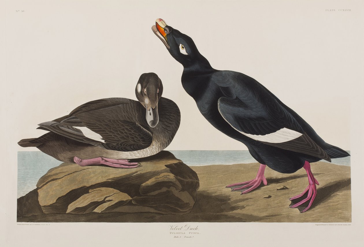 Kuvitus elokuvasta "Birds of America" tekijältä John James Audubon