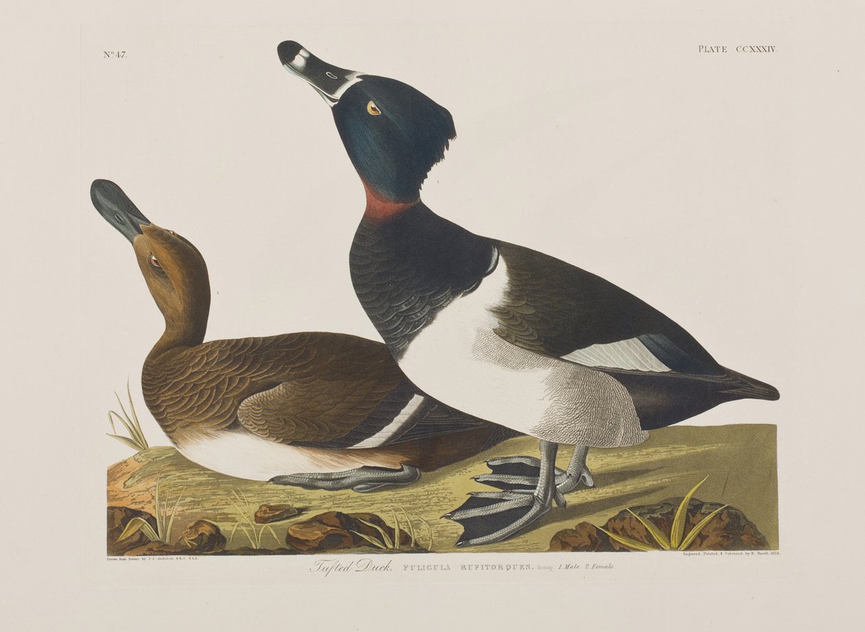 Kuvitus elokuvasta "Birds of America" tekijältä John James Audubon