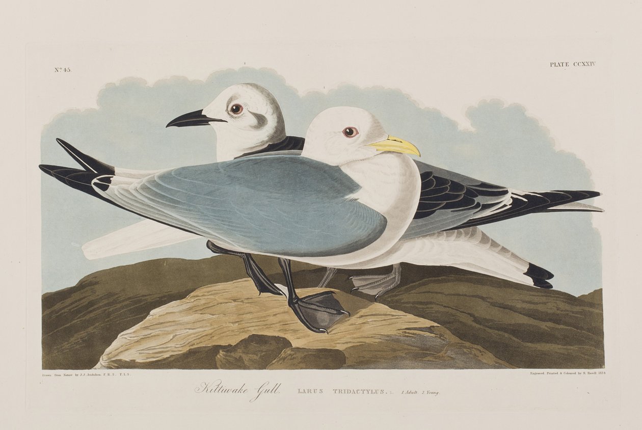 Kuvitus elokuvasta "Birds of America" tekijältä John James Audubon