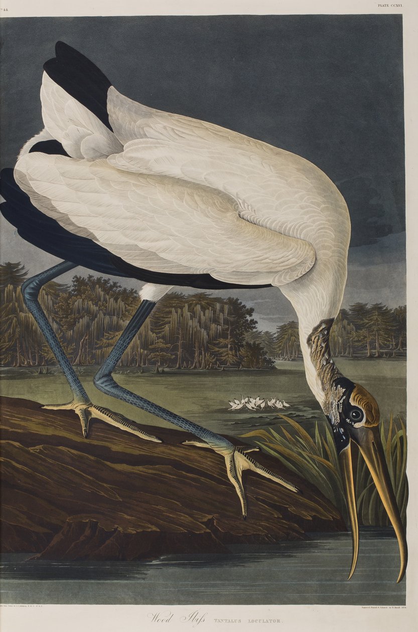 Kuvitus elokuvasta "Birds of America" tekijältä John James Audubon