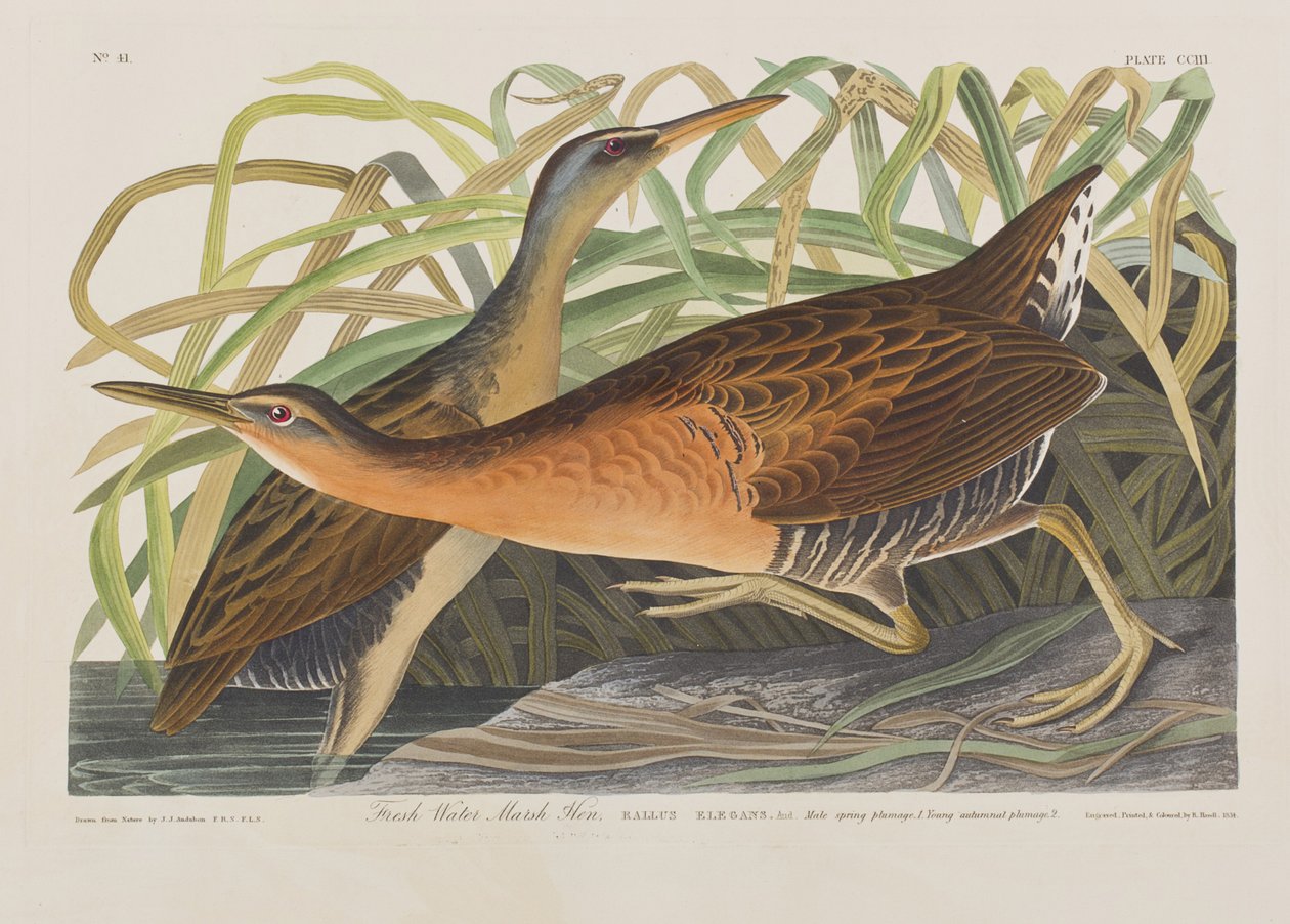 Kuvitus elokuvasta "Birds of America" tekijältä John James Audubon