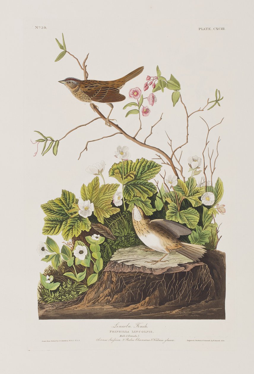 Kuvitus elokuvasta "Birds of America" tekijältä John James Audubon