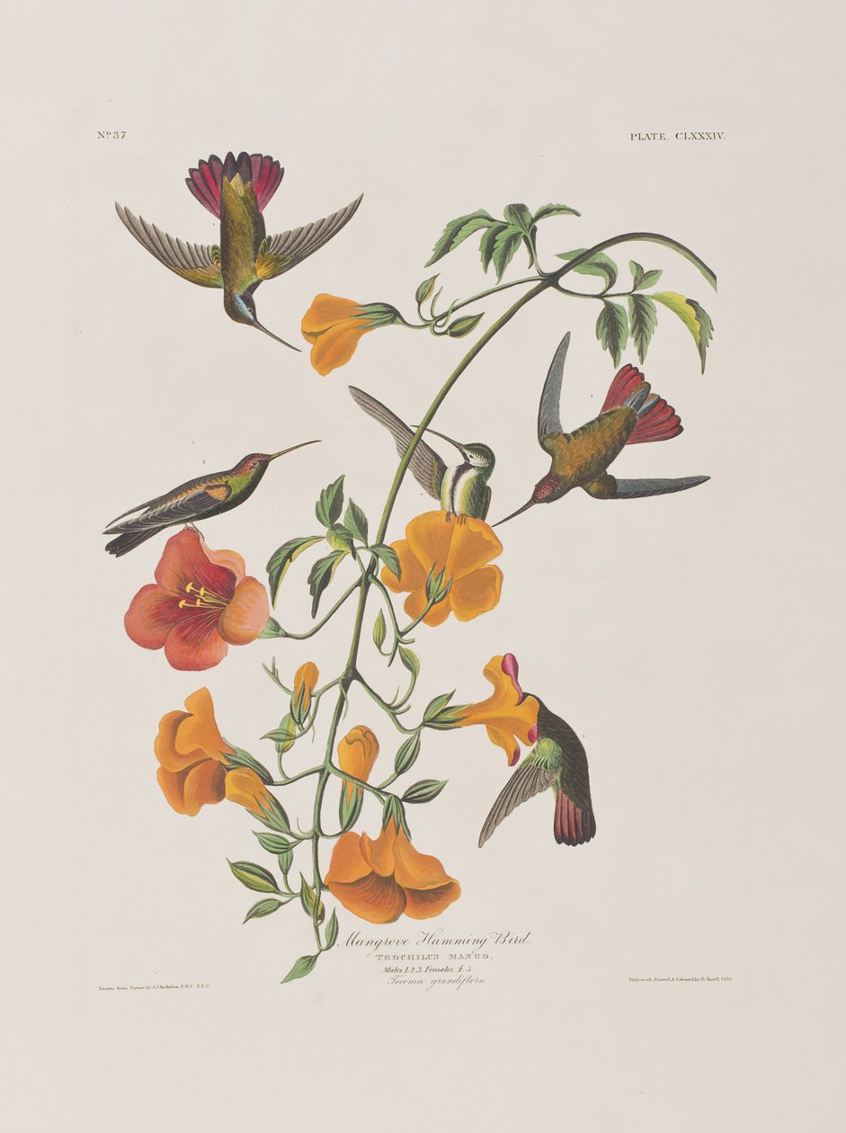 Kuvitus elokuvasta "Birds of America" tekijältä John James Audubon