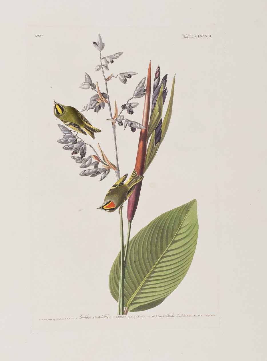 Kuvitus elokuvasta "Birds of America" tekijältä John James Audubon