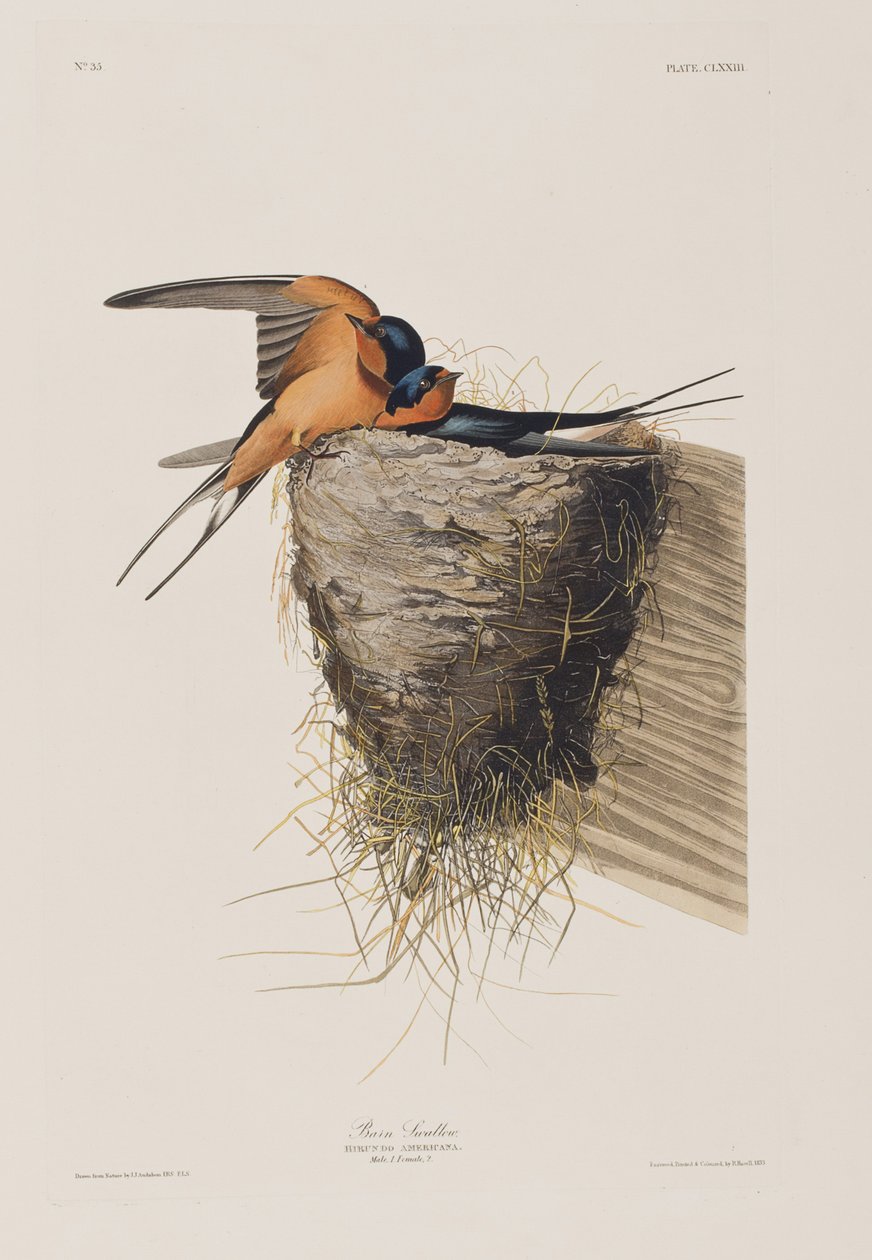 Kuvitus elokuvasta "Birds of America" tekijältä John James Audubon