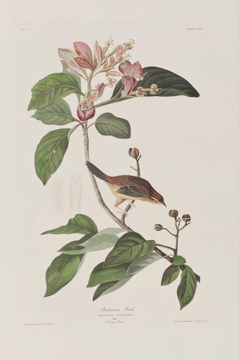 Kuvitus elokuvasta "Birds of America" tekijältä John James Audubon