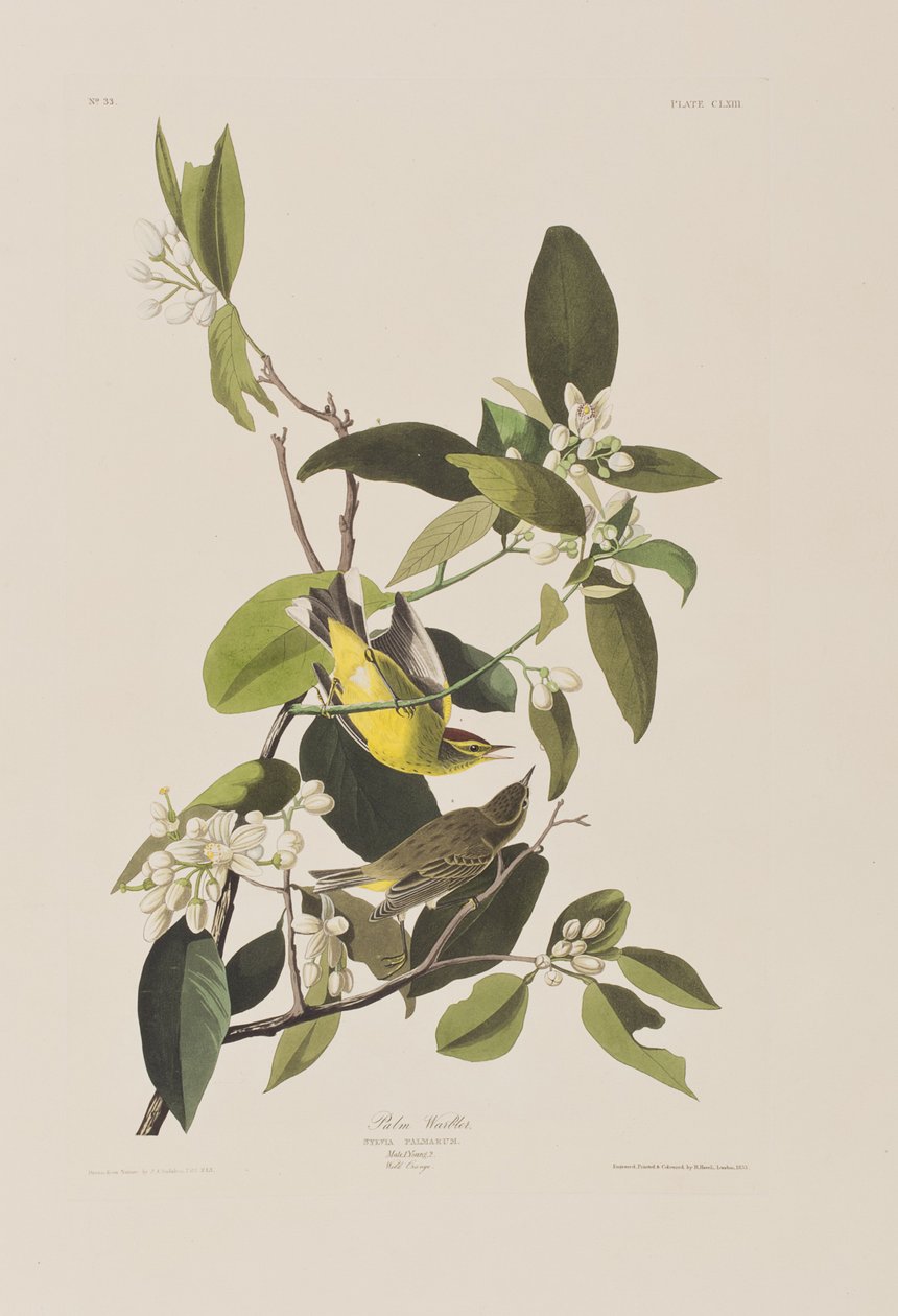 Kuvitus elokuvasta "Birds of America" tekijältä John James Audubon