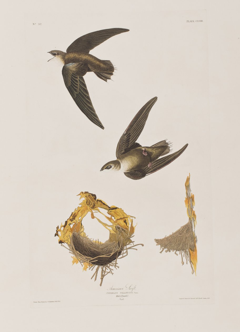 Kuvitus elokuvasta "Birds of America" tekijältä John James Audubon