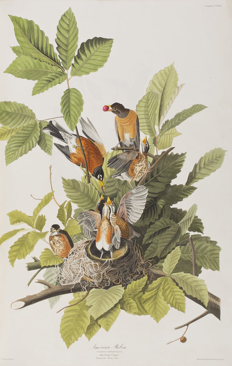 Kuvitus elokuvasta "Birds of America" tekijältä John James Audubon
