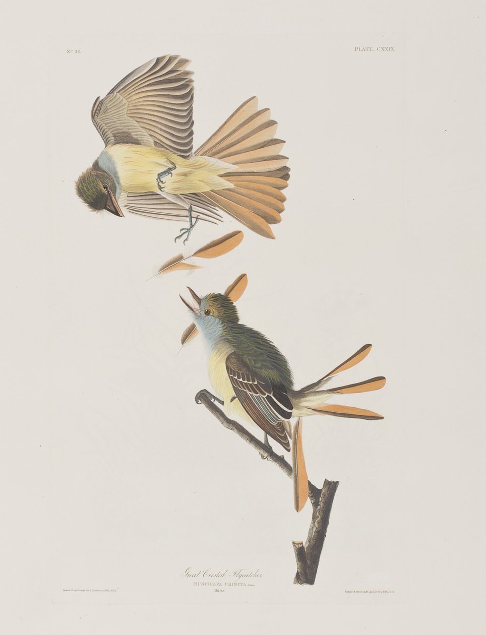 Kuvitus elokuvasta "Birds of America" tekijältä John James Audubon