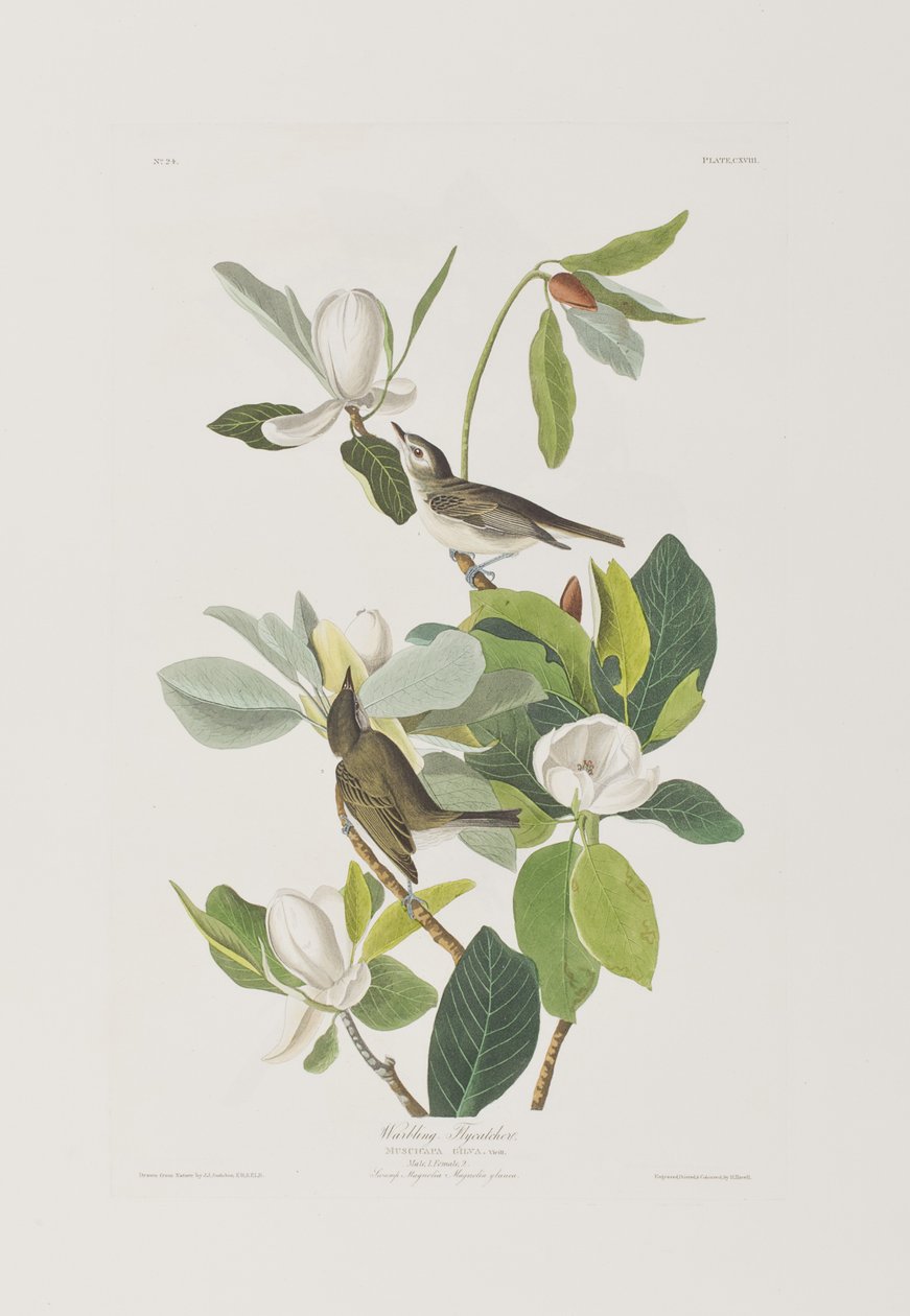 Kuvitus elokuvasta "Birds of America" tekijältä John James Audubon