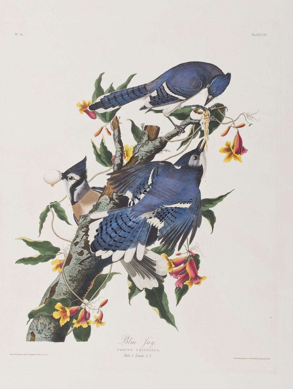 Kuvitus elokuvasta "Birds of America" tekijältä John James Audubon
