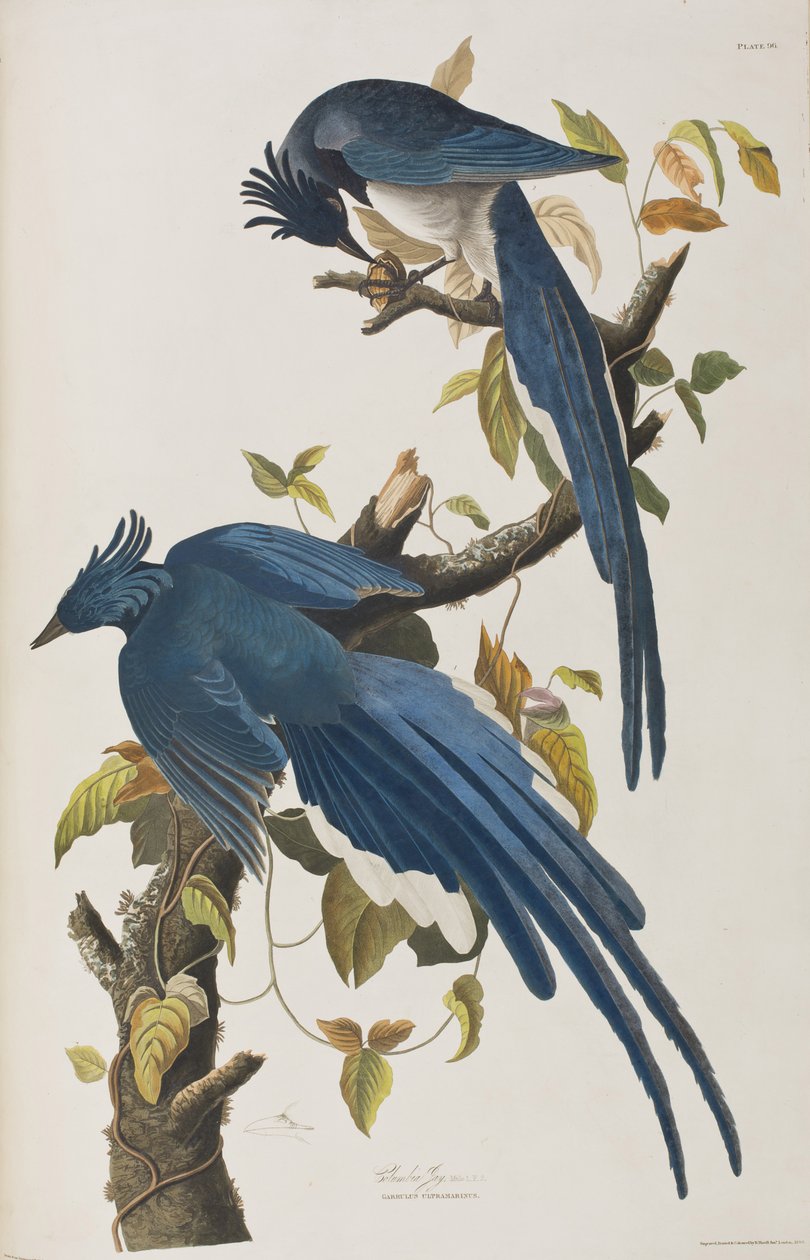 Kuvitus elokuvasta "Birds of America" tekijältä John James Audubon