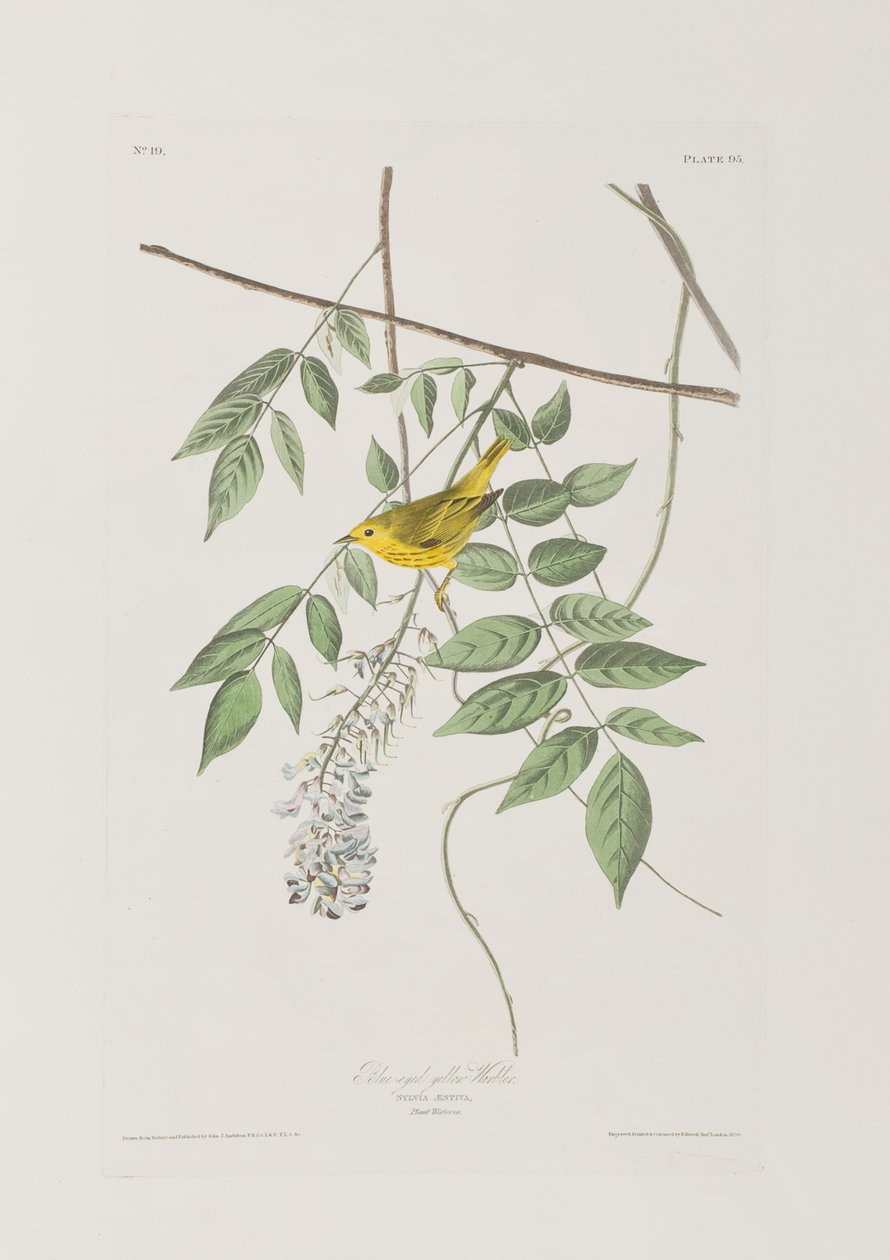 Kuvitus elokuvasta "Birds of America" tekijältä John James Audubon