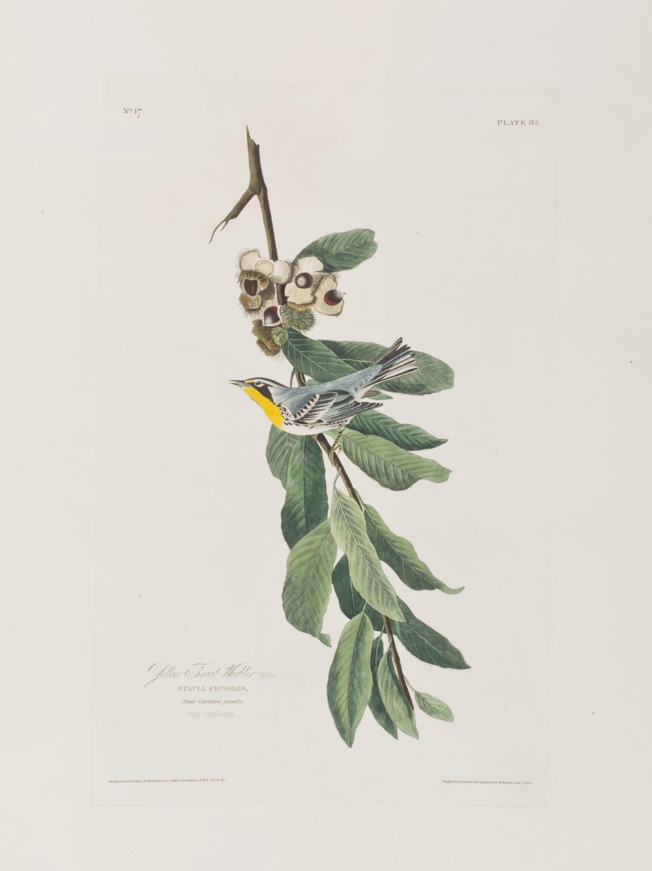 Kuvitus elokuvasta "Birds of America" tekijältä John James Audubon