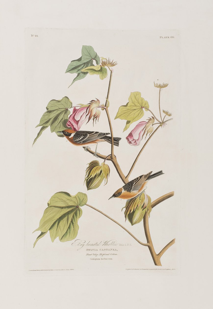 Kuvitus elokuvasta "Birds of America" tekijältä John James Audubon