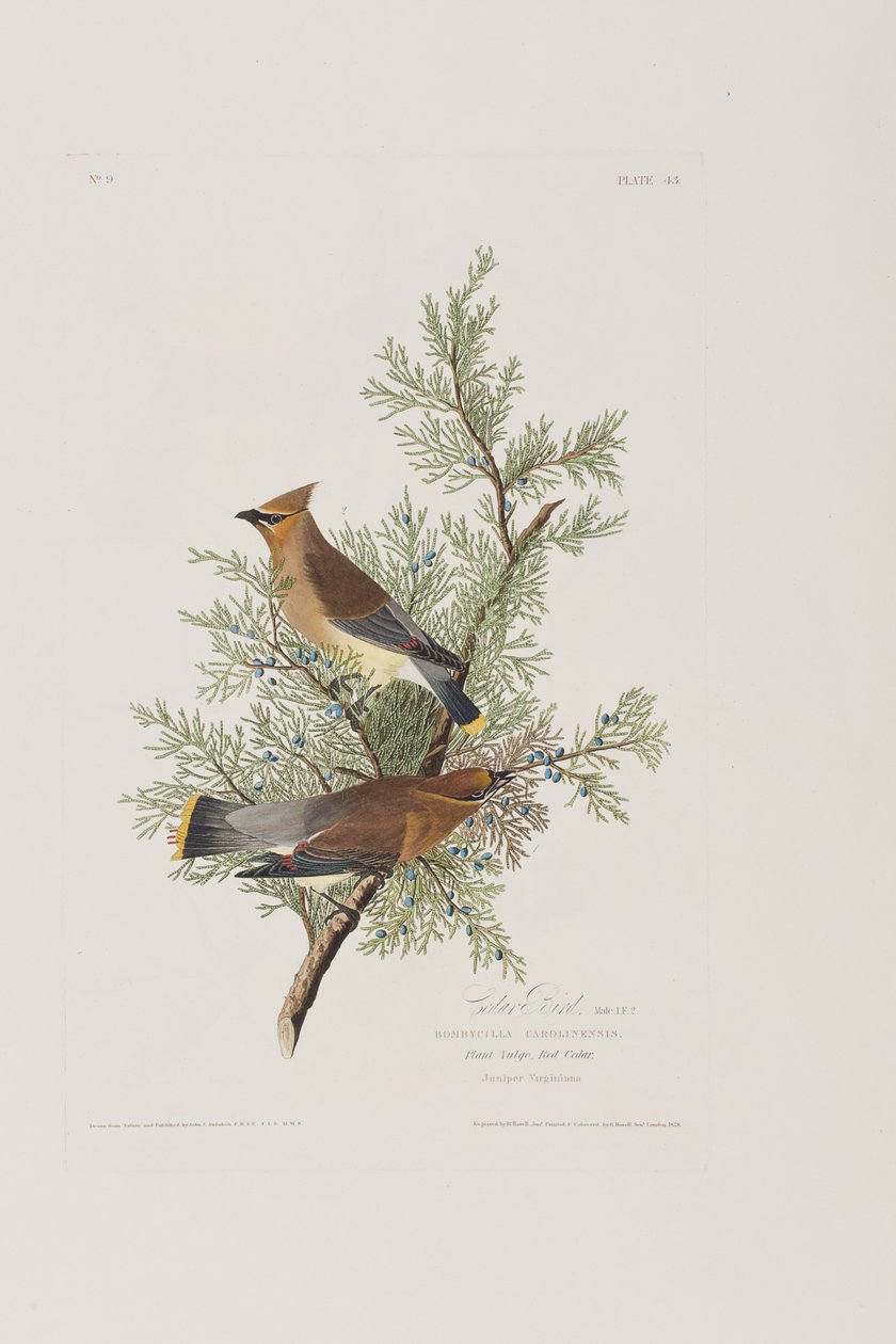 Kuvitus elokuvasta "Birds of America" tekijältä John James Audubon