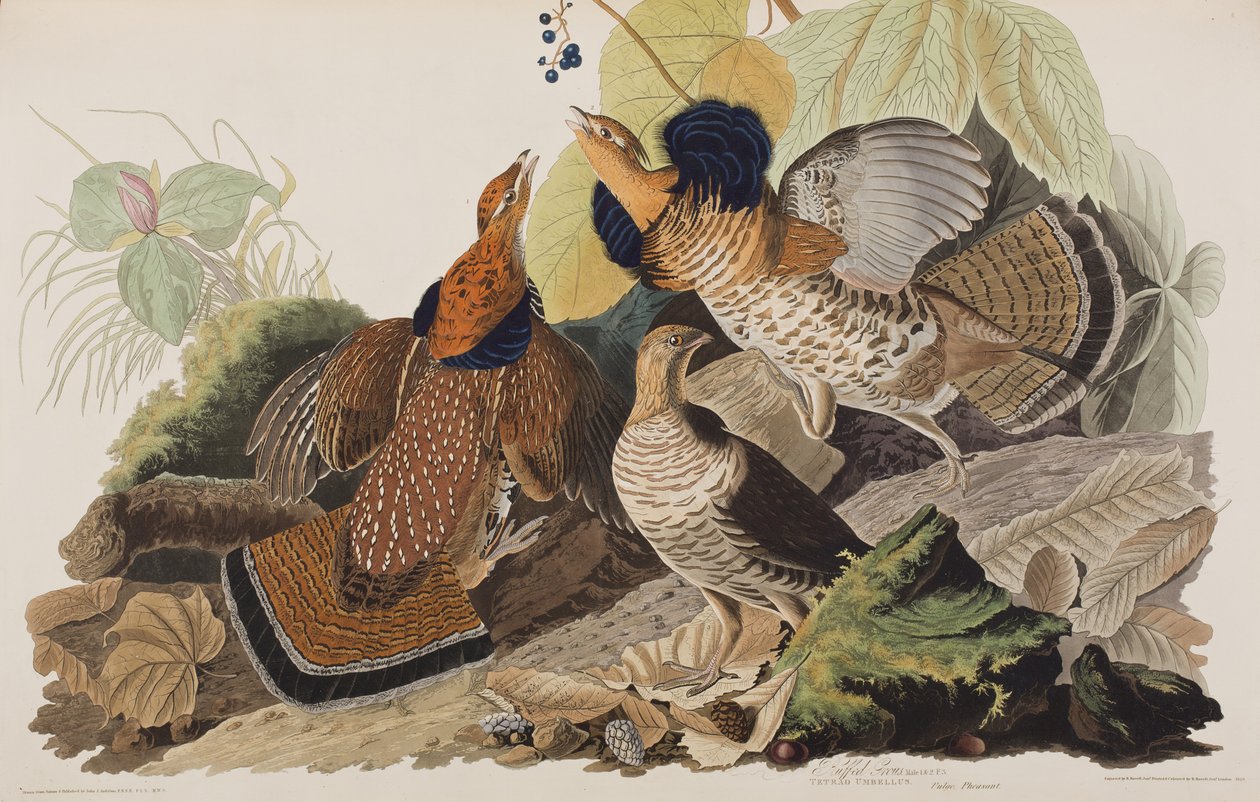 Kuvitus elokuvasta "Birds of America" tekijältä John James Audubon