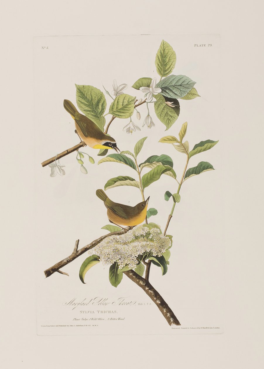 Kuvitus elokuvasta "Birds of America" tekijältä John James Audubon