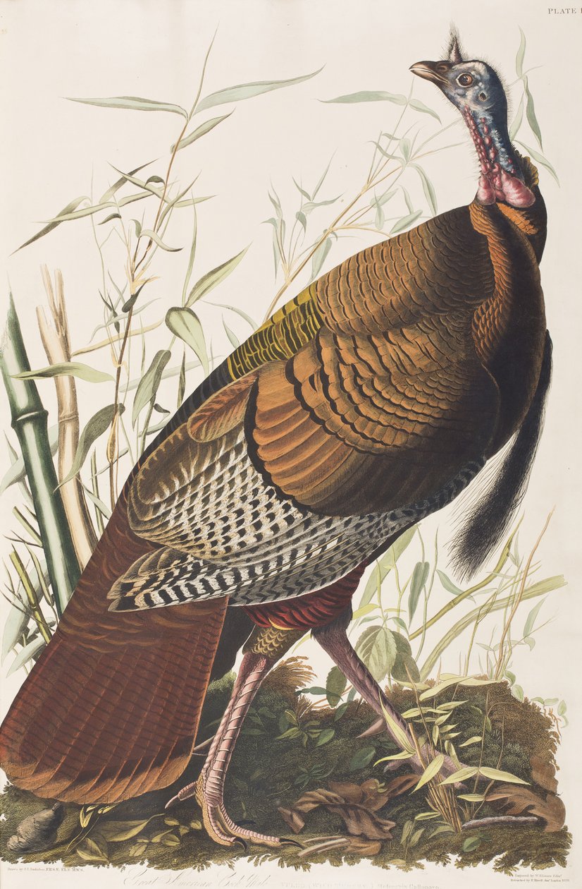 Kuvitus elokuvasta "Birds of America" tekijältä John James Audubon