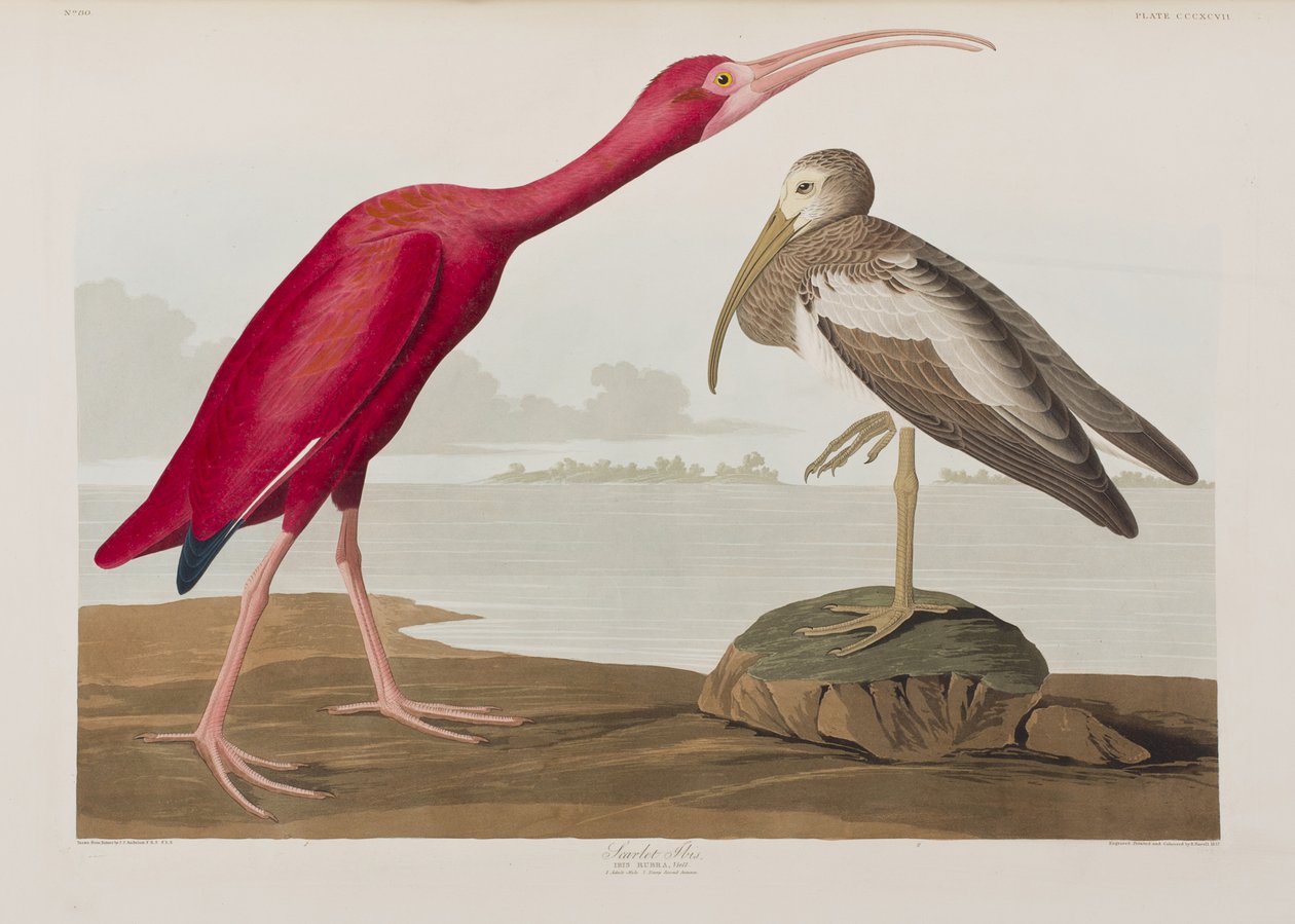 Kuvitus elokuvasta "Birds of America" tekijältä John James Audubon