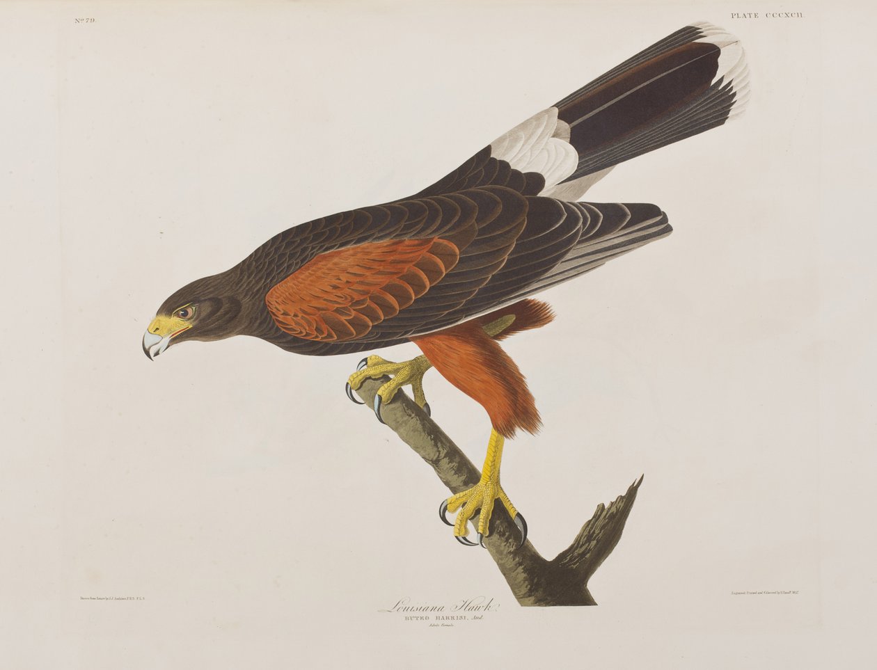Kuvitus elokuvasta "Birds of America" tekijältä John James Audubon