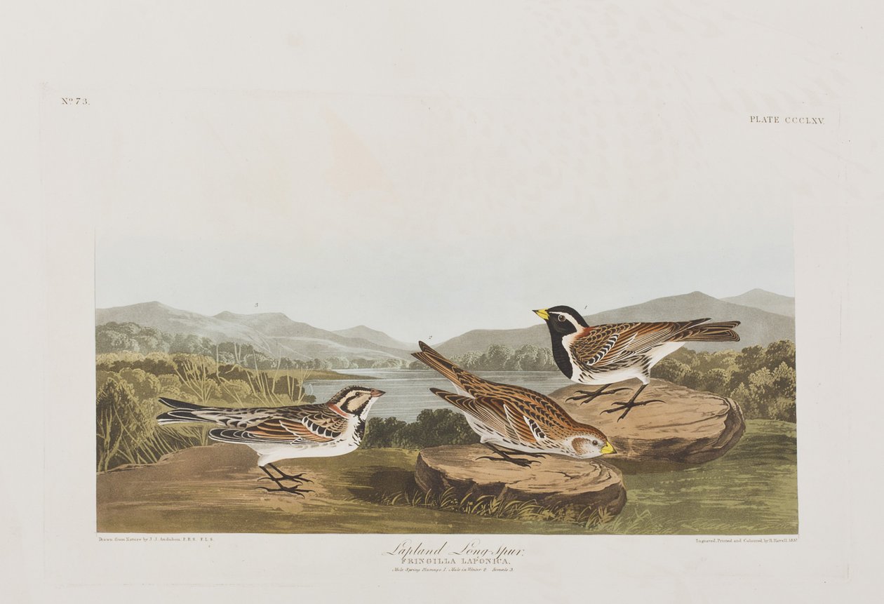 Kuvitus elokuvasta "Birds of America" tekijältä John James Audubon