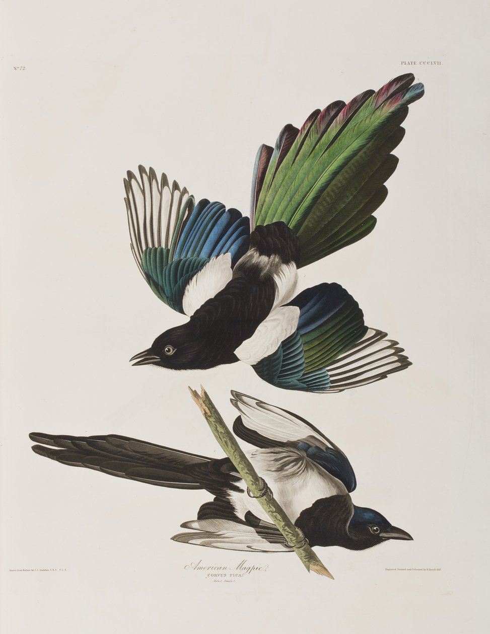 Kuvitus elokuvasta "Birds of America" tekijältä John James Audubon