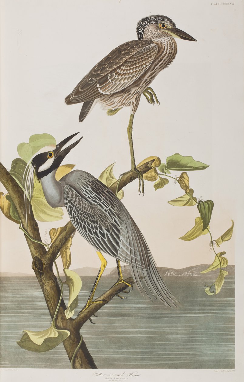 Kuvitus elokuvasta "Birds of America" tekijältä John James Audubon