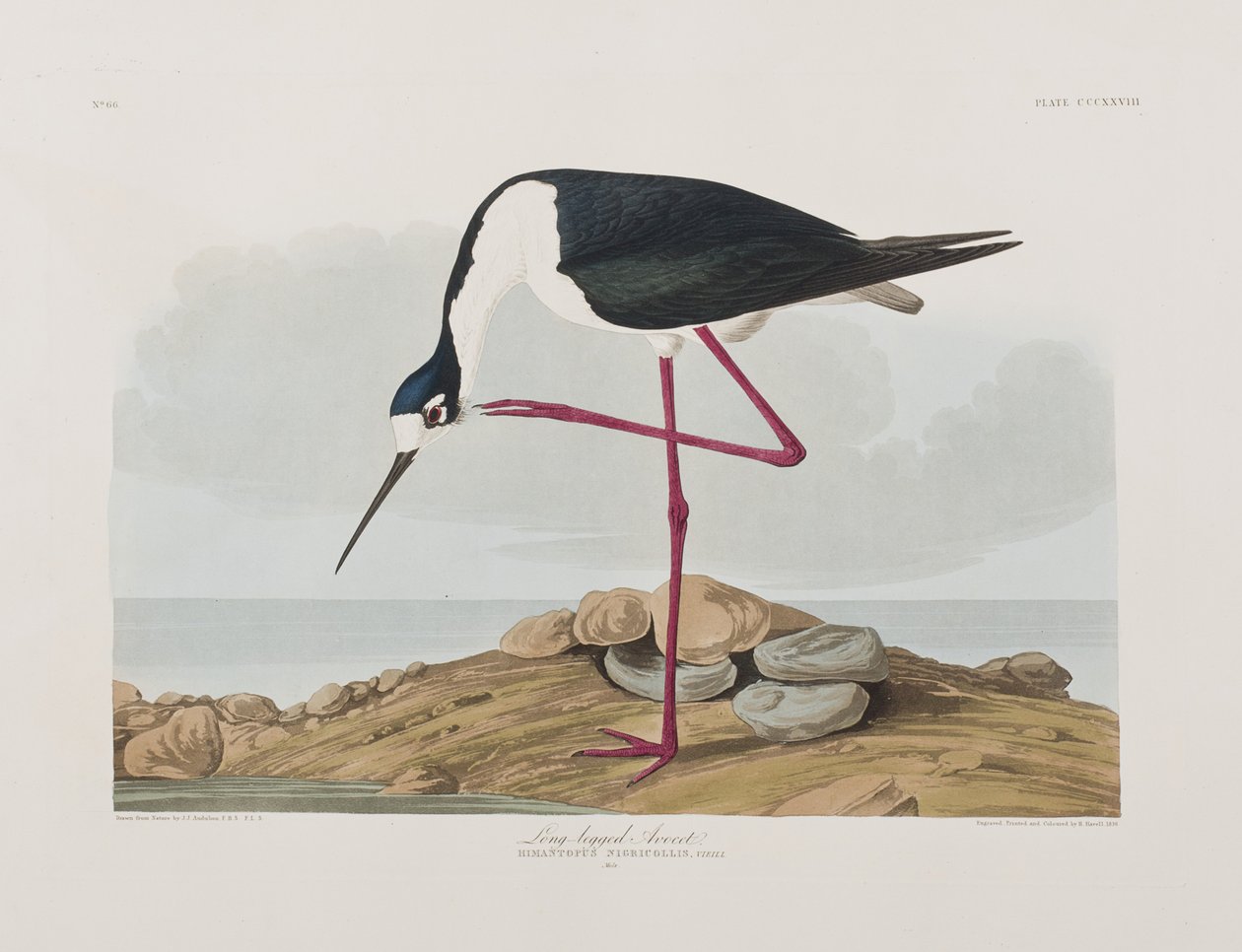 Kuvitus elokuvasta "Birds of America" tekijältä John James Audubon