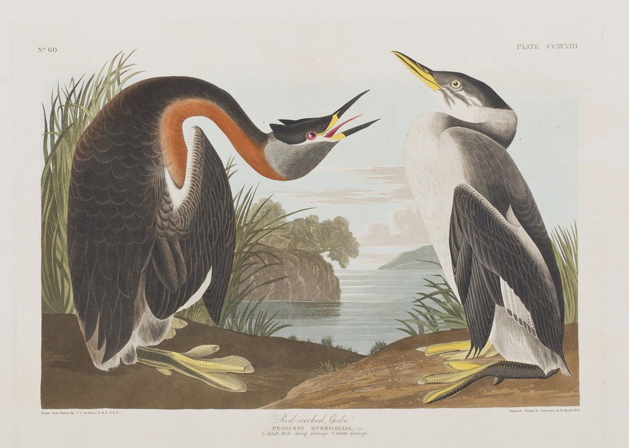 Kuvitus elokuvasta "Birds of America" tekijältä John James Audubon
