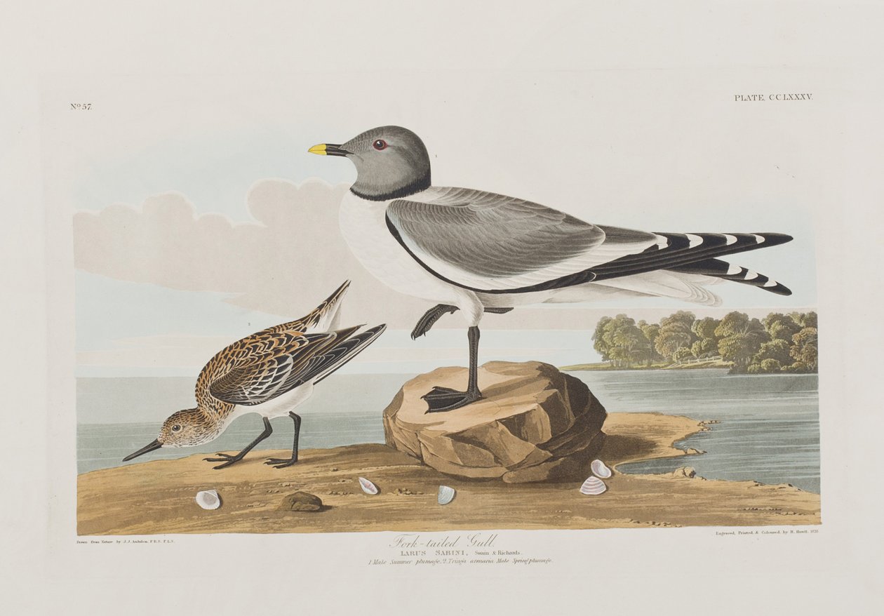 Kuvitus elokuvasta "Birds of America" tekijältä John James Audubon