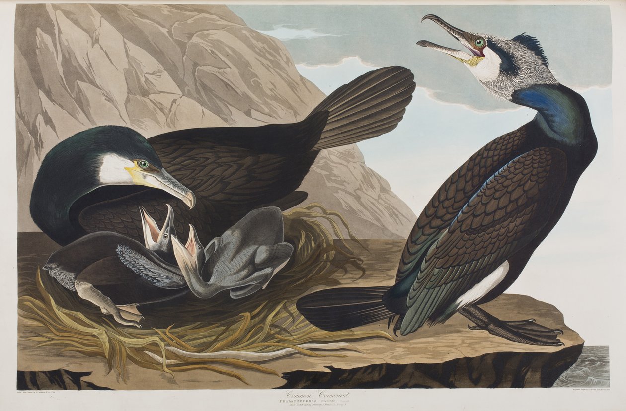 Kuvitus elokuvasta "Birds of America" tekijältä John James Audubon