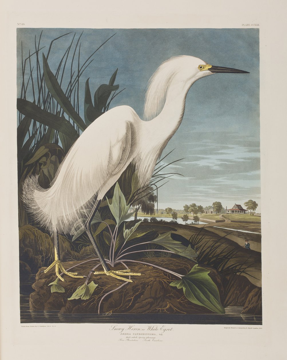 Kuvitus elokuvasta "Birds of America" tekijältä John James Audubon