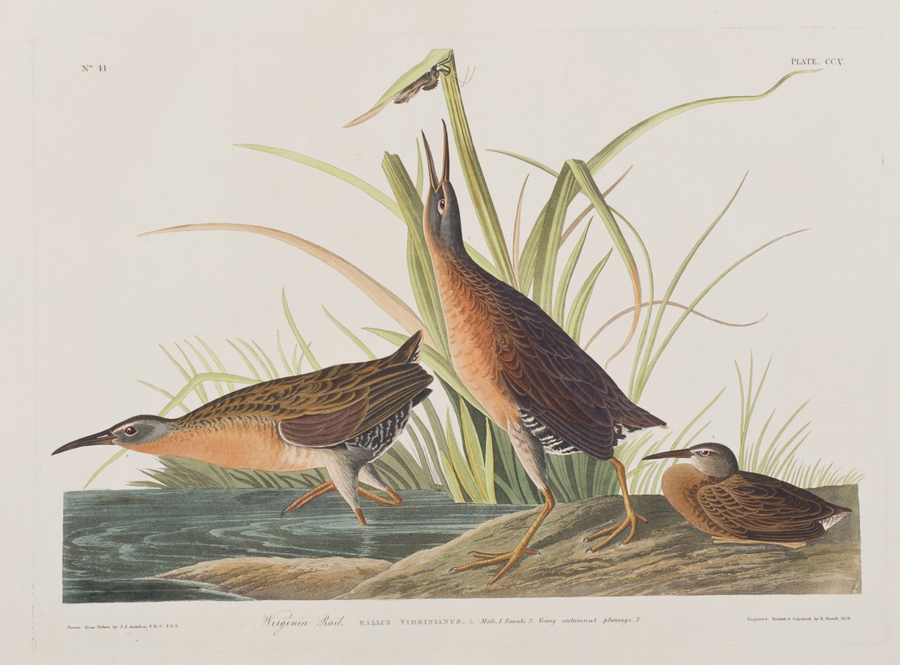 Kuvitus elokuvasta "Birds of America" tekijältä John James Audubon