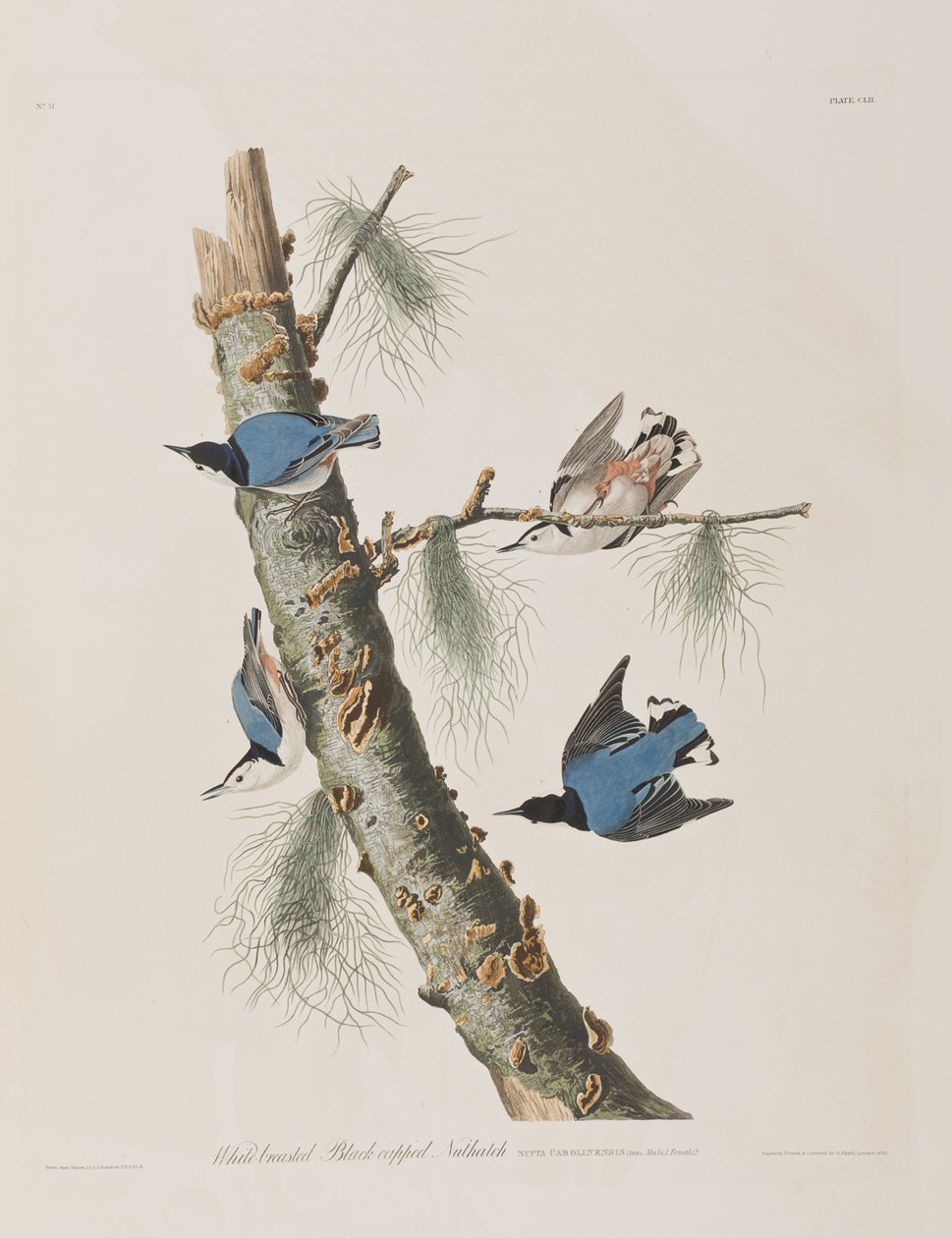 Kuvitus elokuvasta "Birds of America" tekijältä John James Audubon