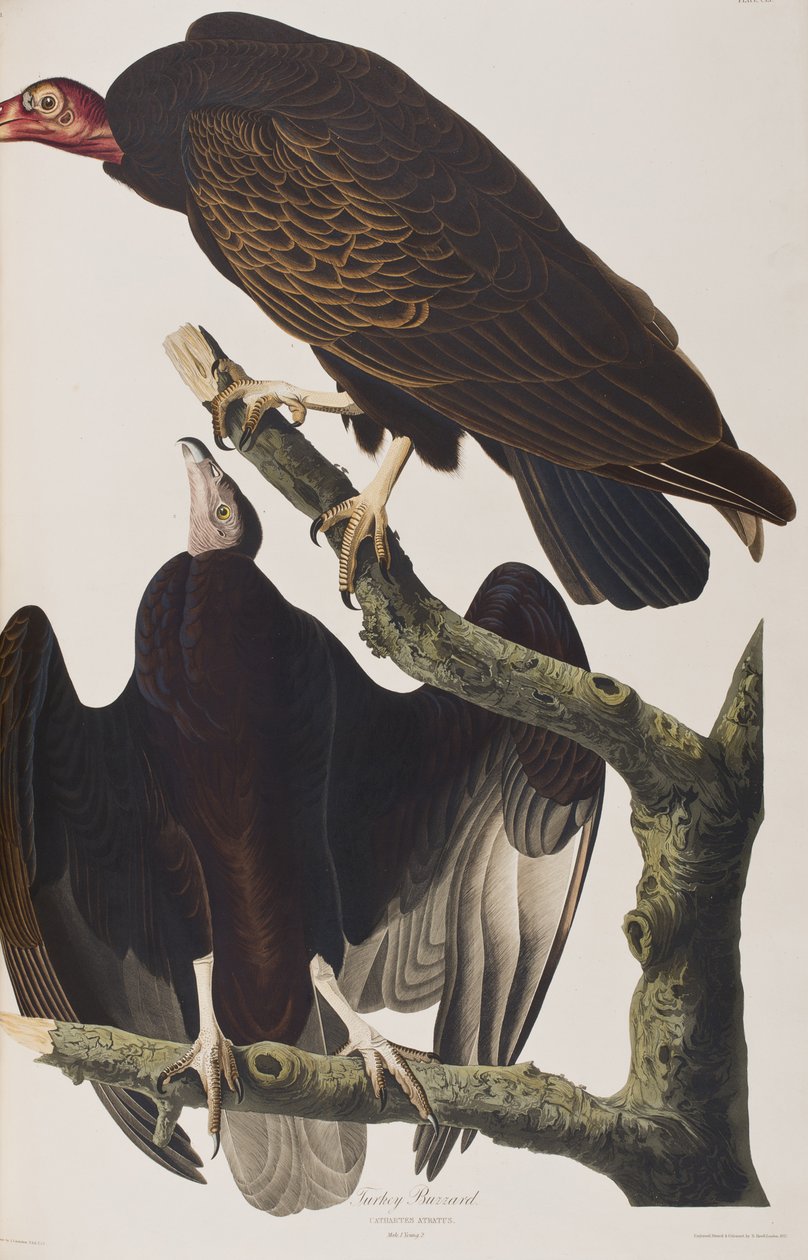 Kuvitus elokuvasta "Birds of America" tekijältä John James Audubon