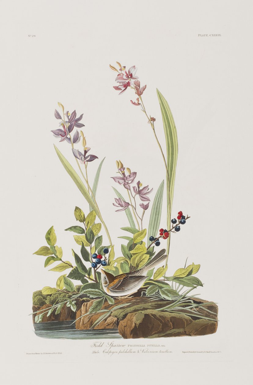 Kuvitus elokuvasta "Birds of America" tekijältä John James Audubon