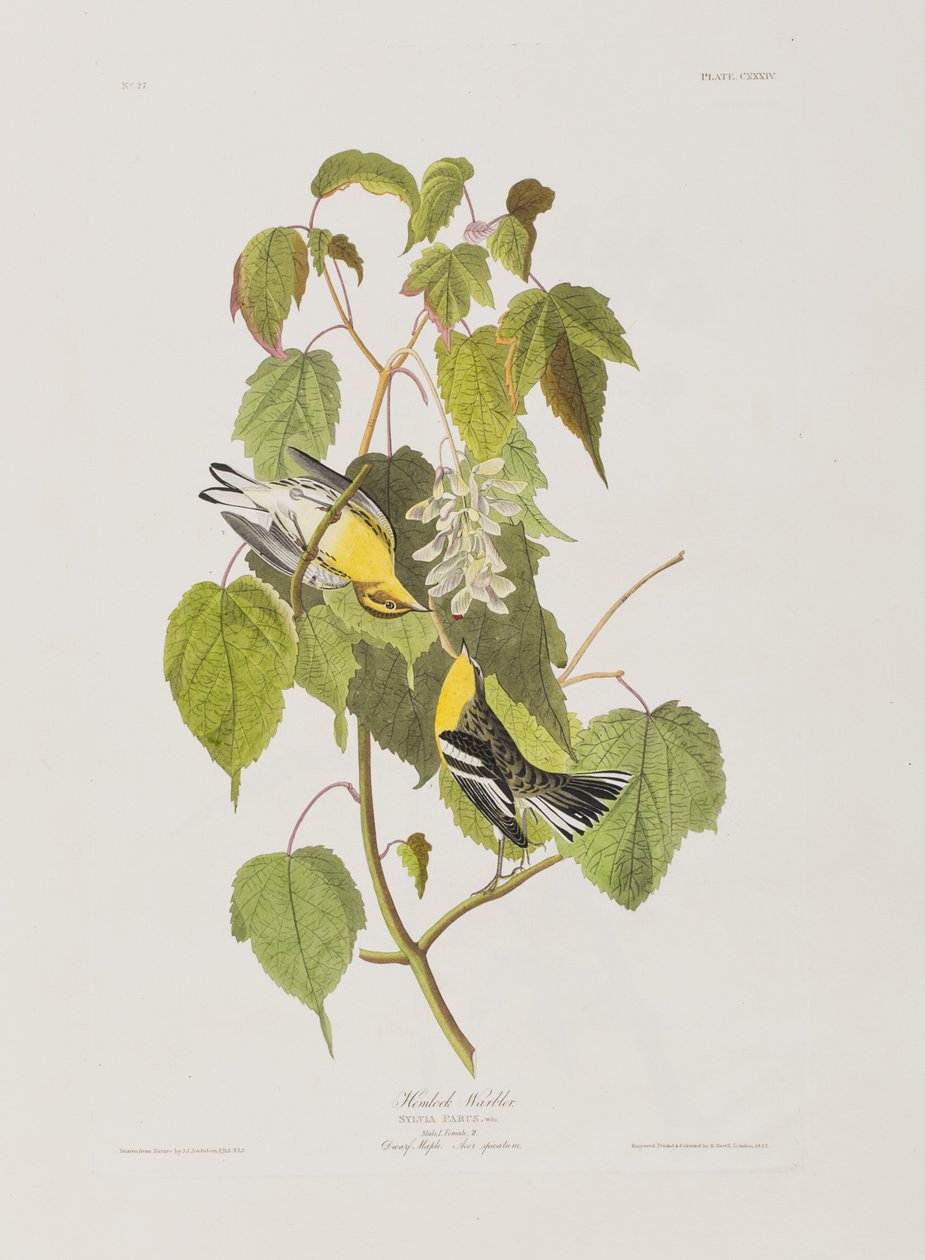Kuvitus elokuvasta "Birds of America" tekijältä John James Audubon