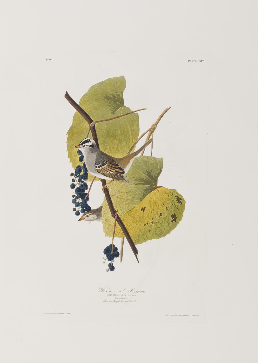 Kuvitus elokuvasta "Birds of America" tekijältä John James Audubon