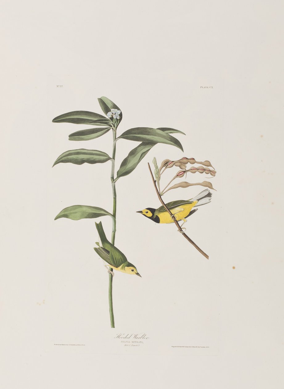 Kuvitus elokuvasta "Birds of America" tekijältä John James Audubon