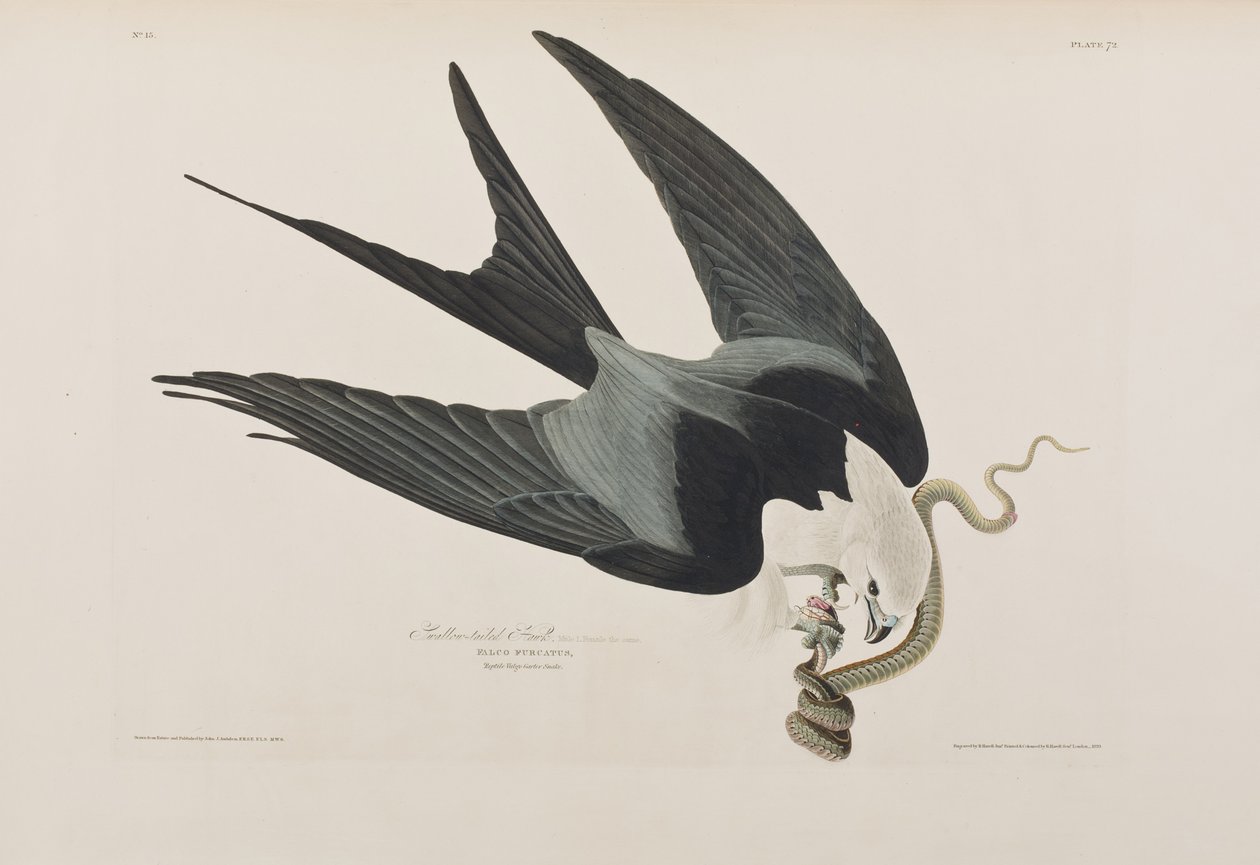 Kuvitus elokuvasta "Birds of America" tekijältä John James Audubon
