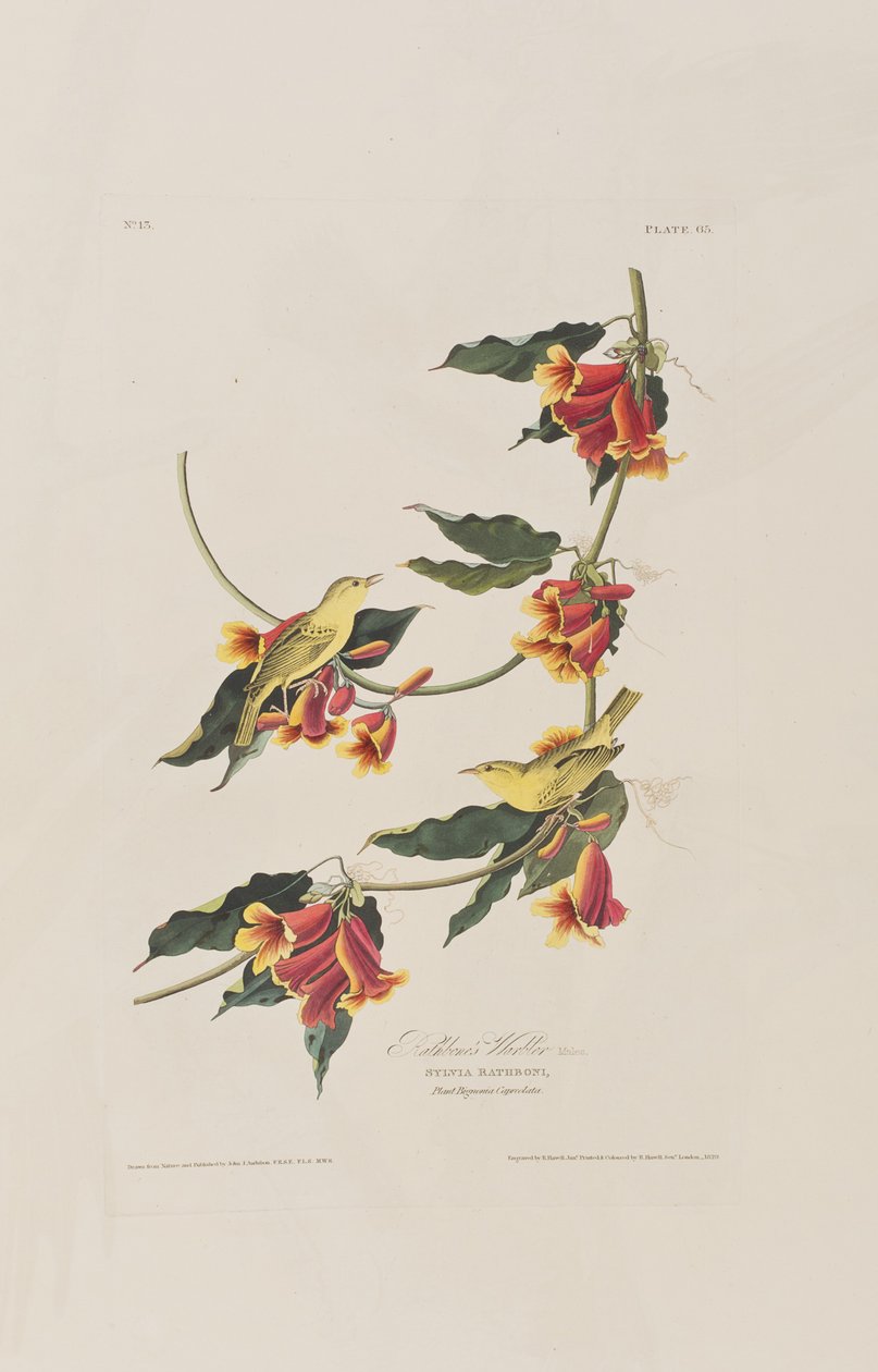 Kuvitus elokuvasta "Birds of America" tekijältä John James Audubon