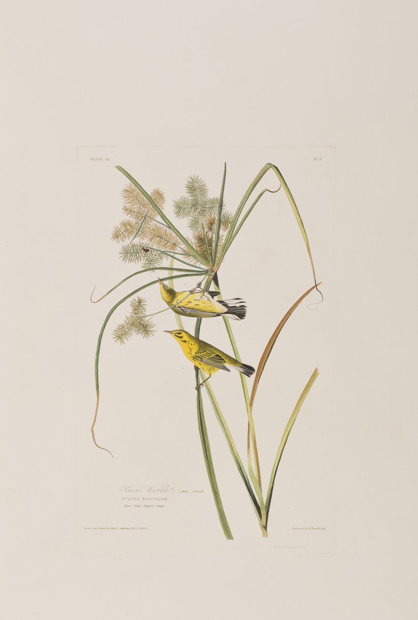 Kuvitus elokuvasta "Birds of America" tekijältä John James Audubon